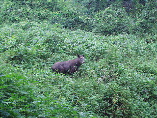 �J���V�J�u�ւ�Ȃ�炪�������`�v